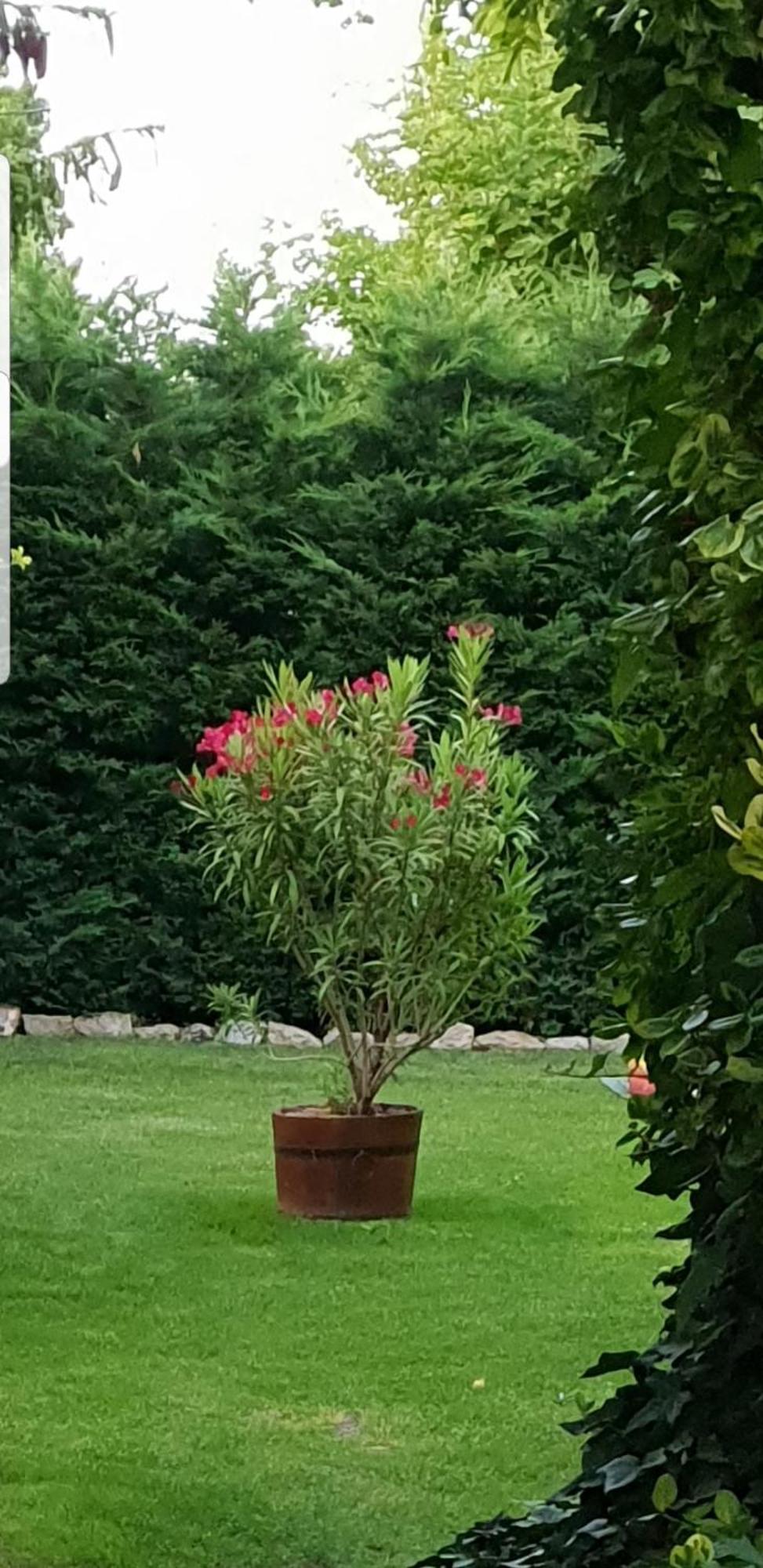 Fuered Deluxe Garden Apartment Balatonfüred Eksteriør bilde